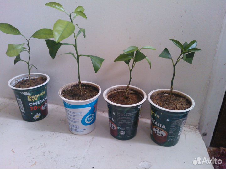 Привитые цитрусы