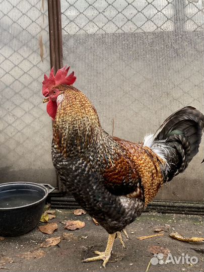 Продам петуха