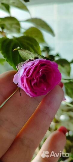 Бальзамин махровый