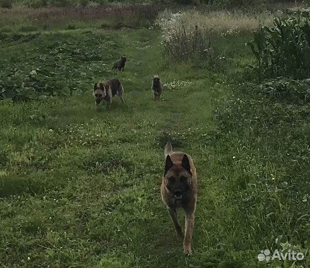 Щенки овчарки