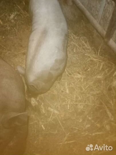 Вьетнамский хряк