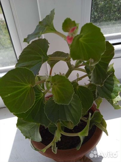 Бегония вечноцветущая махровая