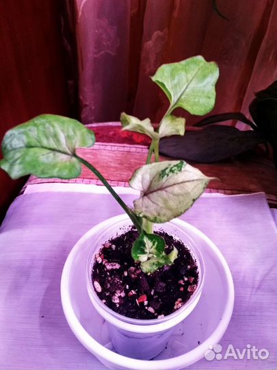 Сингониум в ассортименте