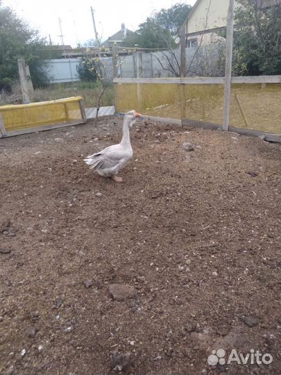 Холмогорские гуси