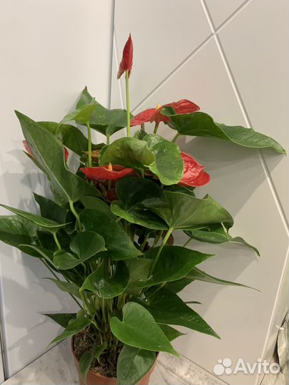 Антуриумы красные сортовые