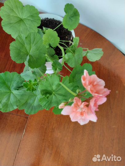 Пеларгония герань цвет лосось