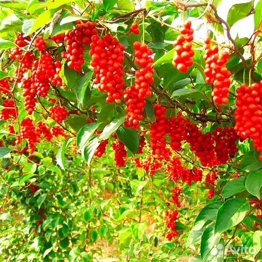 Лимонник китайский