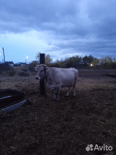 Коровы дойные