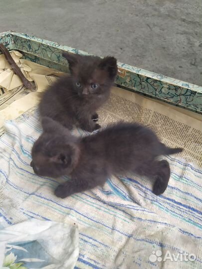 Черный котенок в дар. мальчик