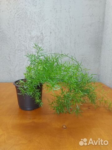 Аспарагус Шпренгера купить в Санкт-Петербурге | Товары для дома и дачи ...