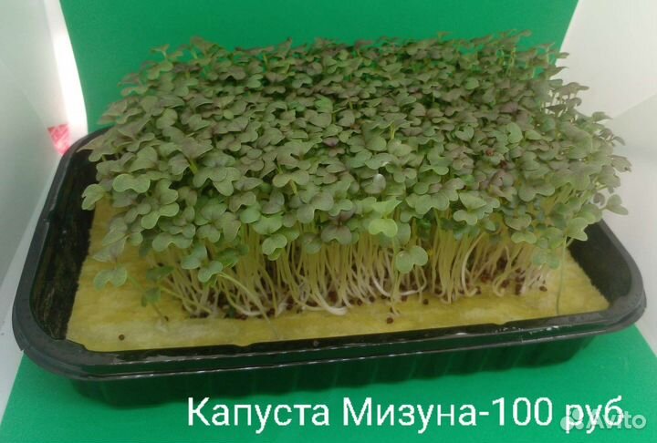 Микрозелень