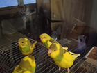 Птенцы волнистый попугай