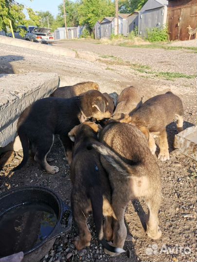 Щенки в добрые руки