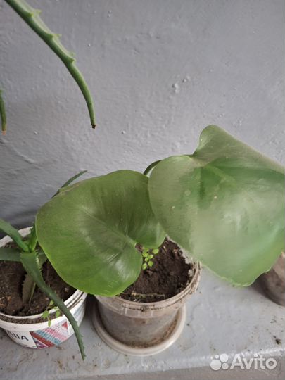 Комнатные цветы