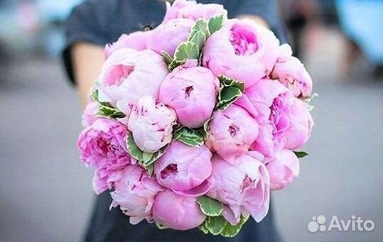 Пионы Букет пионов