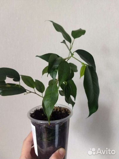 Фикус бенджамина