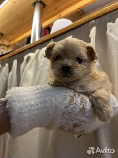 Мальтипу f1 микро