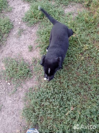 Щенок бесплатно