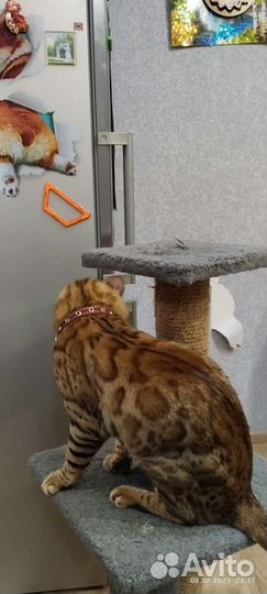 Кот ищет кошку