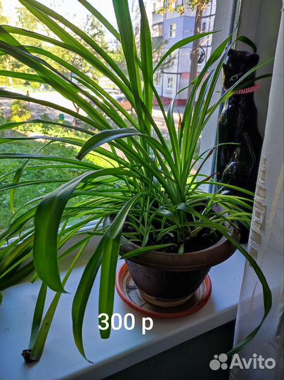 Цветы домашние в горшках