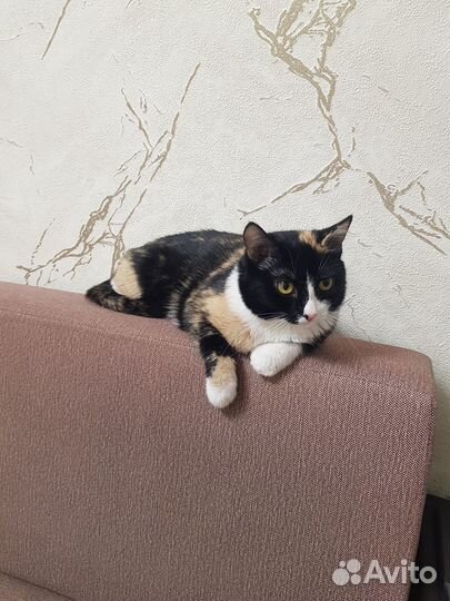 Кошки в добрые руки бесплатно