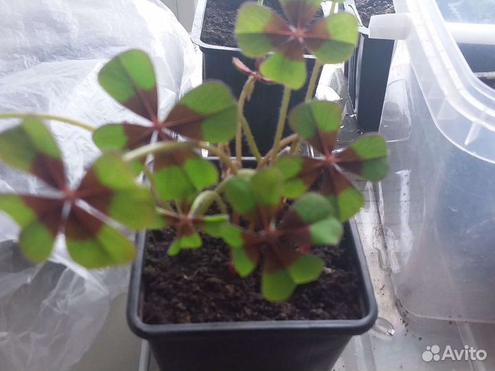 Оксалис Айрон кросс (луковицы 10 шт)