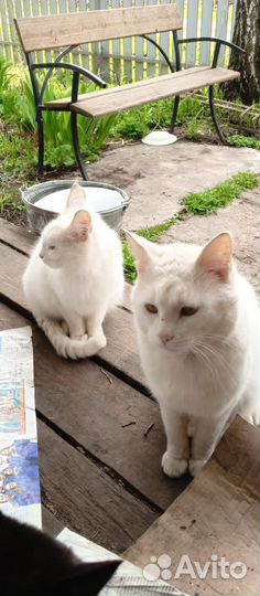 Кошка/кот белые мейн-кун и чб мышеловы