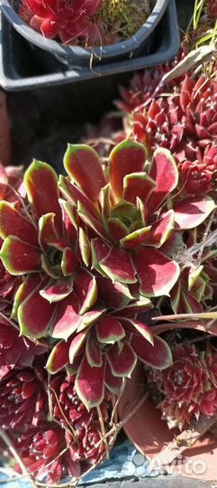 Молодило каменная роза