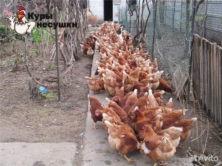 Куры несушки