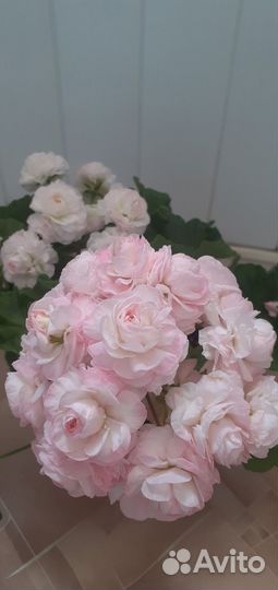 Пеларгонии сортовые