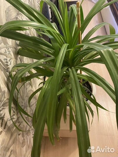 Пальма панданус