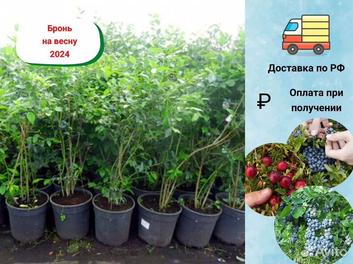 Саженцы голубики, черники, клюквы, брусники