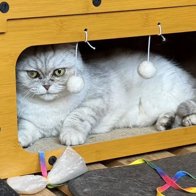 Шотландская вислоухая короткошёрстная, взрослая кошка