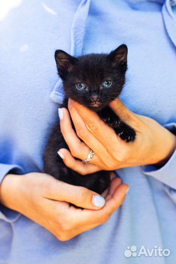 Чёрный котёнок девочка