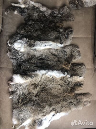 Продам шкурки кролика