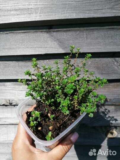 Тимьян лимонный