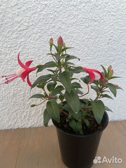 Комнатные цветы растения Фуксия, Бегония