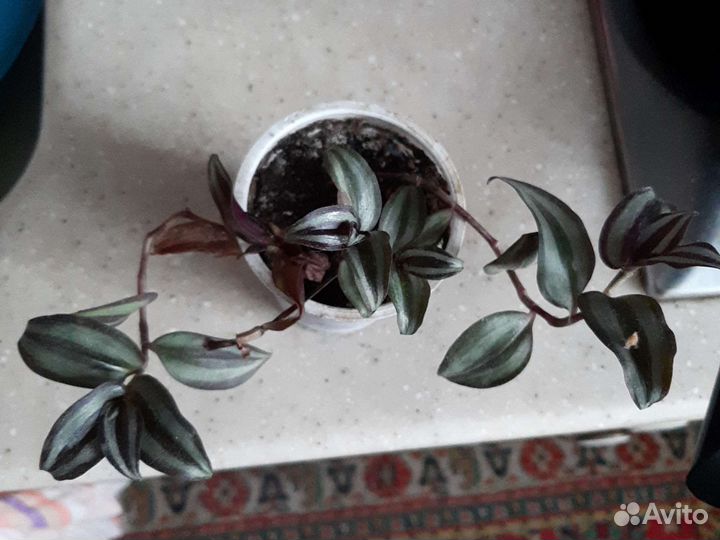 Традесканция зебрина