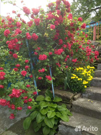 Энотера желтая