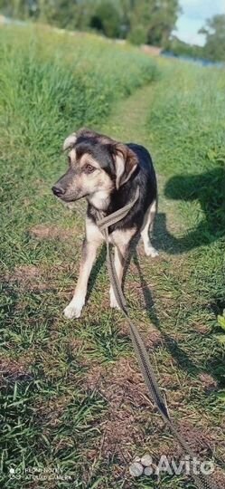 Воробушек ищет дом