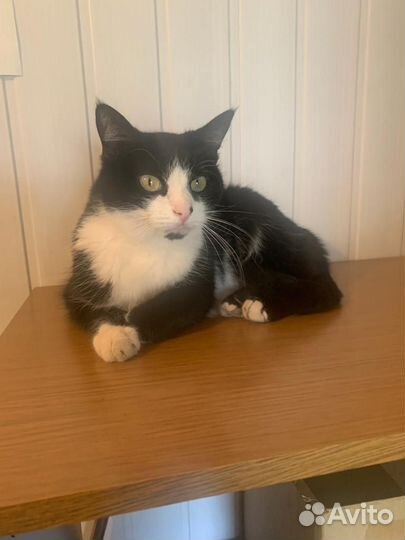 Кот в добрые руки