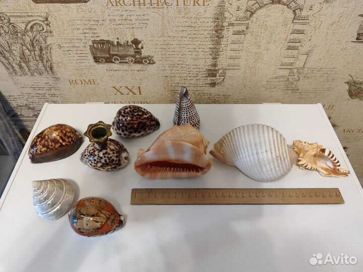 Набор морских ракушек
