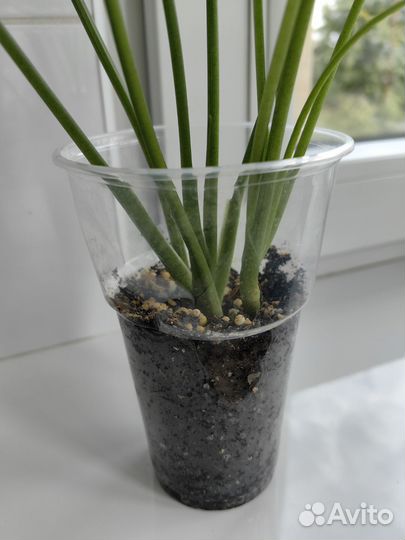 Сингониум конфетти