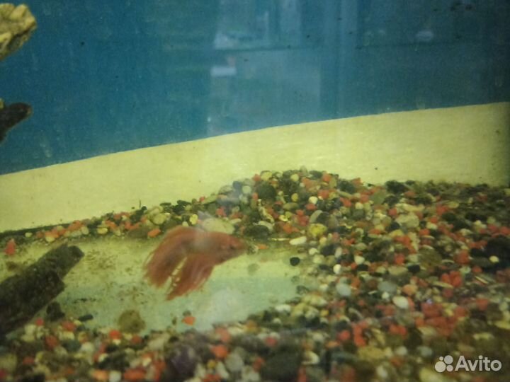 Рыбки разные