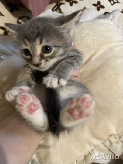 Котята в добрые руки бесплатно