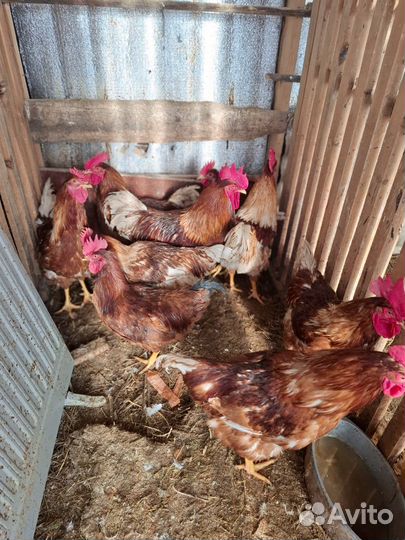 Продажа петухов