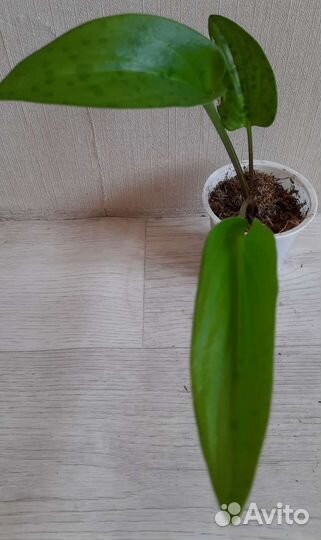 Дримопсис, хлорофитум, традесканция и др