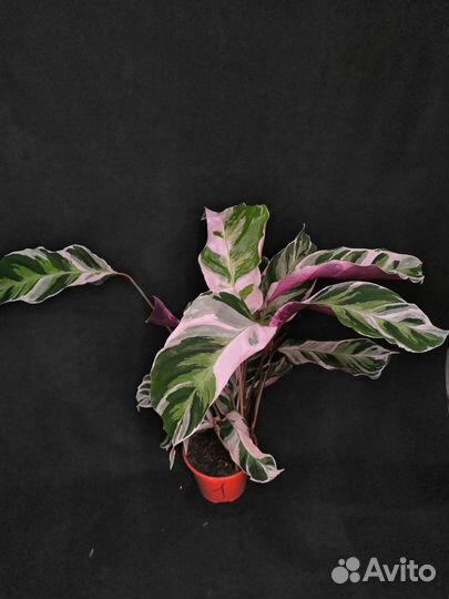 Калатея white fusion 14/45-60