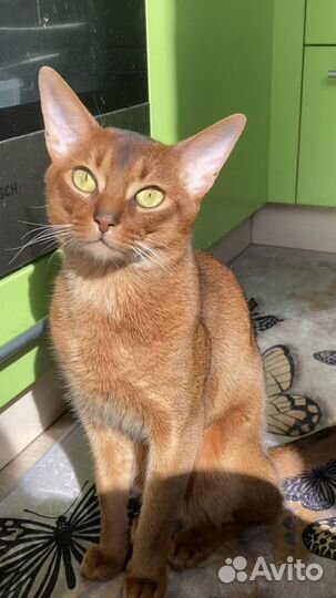 Вязка с абиссинским котом