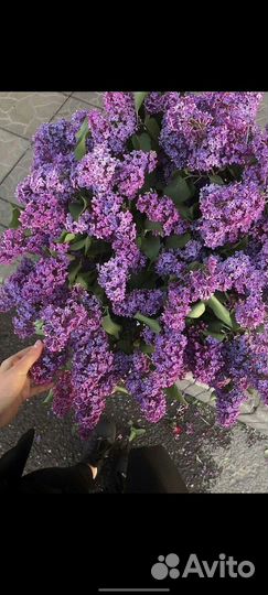 Сирень цветы доставка Сургут